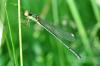 Chalcolestes viridis